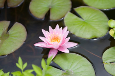 Water lily